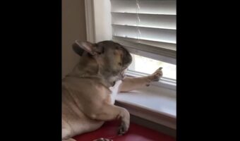 窓辺でひなたぼっこをするフレンチブルドッグ。心地よかったのかそのままお昼寝に突入!!