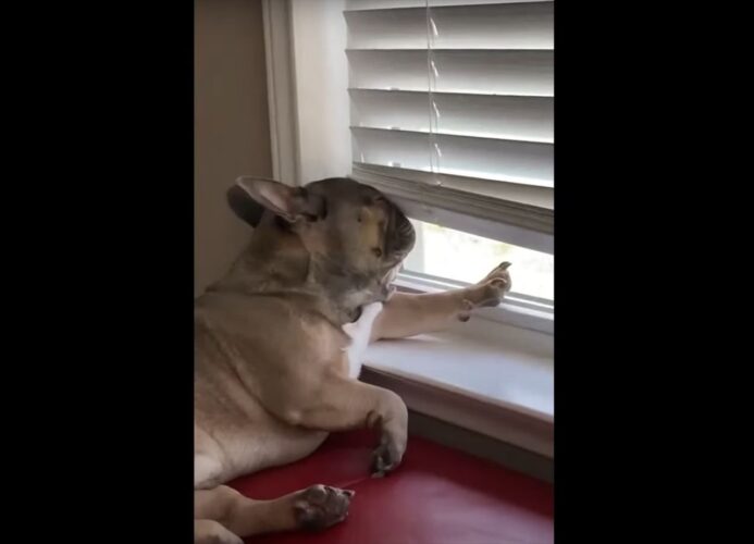 窓辺でひなたぼっこをするフレンチブルドッグ。心地よかったのかそのままお昼寝に突入！！
