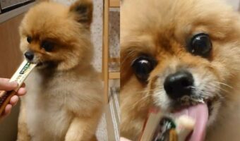 味見はちょっとにさせたいけど止まらない!後ろ足で立ちながらちゅーるに夢中なポメラニアンが可愛すぎる!
