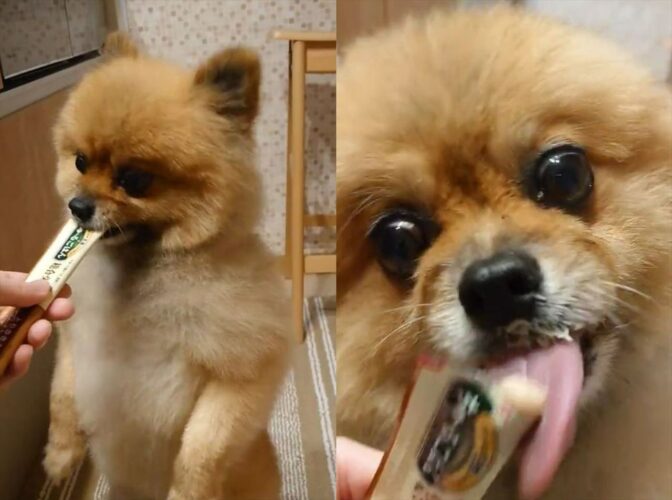 味見はちょっとにさせたいけど止まらない！後ろ足で立ちながらちゅーるに夢中なポメラニアンが可愛すぎる！