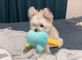 お土産のぬいぐるみを気に入った愛犬の表情が可愛すぎる！「ムンっとなった口元が尊い」