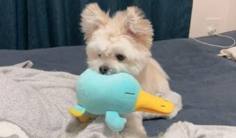 お土産のぬいぐるみを気に入った愛犬の表情が可愛すぎる!「ムンっとなった口元が尊い」