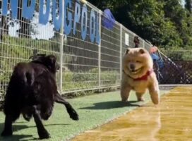 もふもふのチャウチャウが可愛すぎる！プールサイドを走ったら、滑って転びそうになっちゃった！