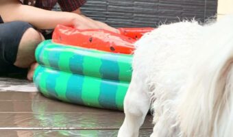 “プールなんか二度と入らんの決意の顔”をした愛犬が話題に!「静かにブチ切れてる」「ケッて顔してる」
