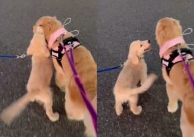 嬉しすぎてしっぽブンブン！初めて2頭でお散歩に行く練習をした時のゴールデンレトリバーの子犬が可愛すぎる！