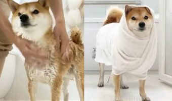 お風呂で洗われる柴犬が『石油王になるまで』を撮影した動画に反響!「最後のおすわりが可愛すぎる」