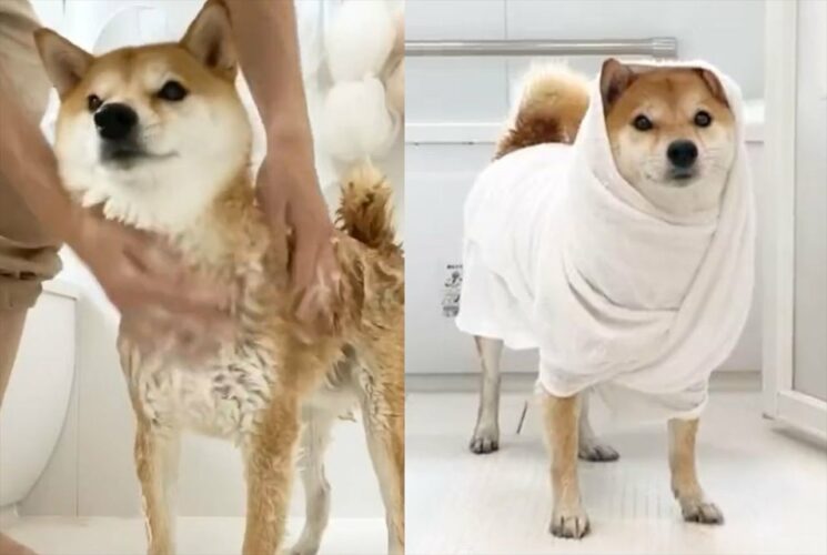 お風呂で洗われる柴犬が『石油王になるまで』を撮影した動画に反響！「最後のおすわりが可愛すぎる」