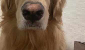 ダイエットしなきゃと言いつつ、団子を食べている飼い主さん。そこへ向けられる愛犬の視線が冷たい・・・