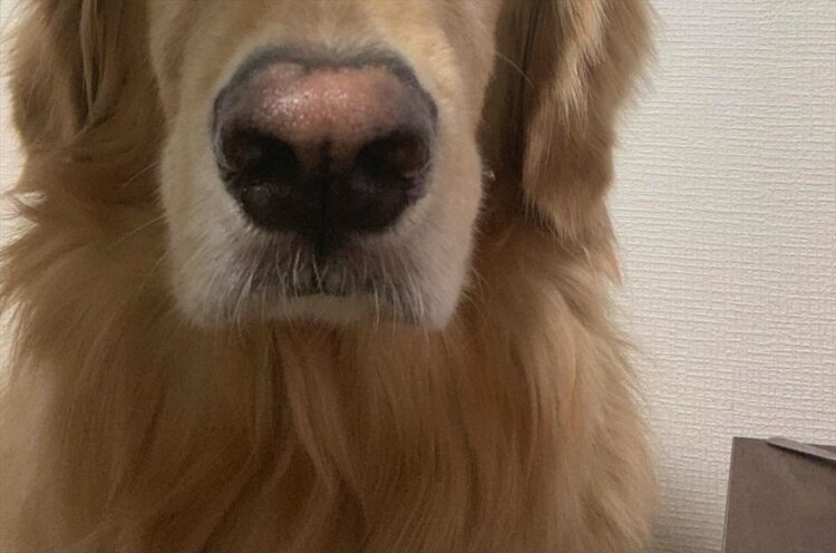 ダイエットしなきゃと言いつつ、団子を食べている飼い主さん。そこへ向けられる愛犬の視線が冷たい・・・