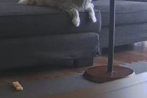 家でお留守番中の愛犬が心配でペットカメラを確認したら、めちゃめちゃリラックスしていた！「予想以上のリラックスぶり」