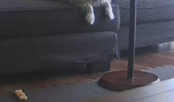 家でお留守番中の愛犬が心配でペットカメラを確認したら、めちゃめちゃリラックスしていた!「予想以上のリラックスぶり」
