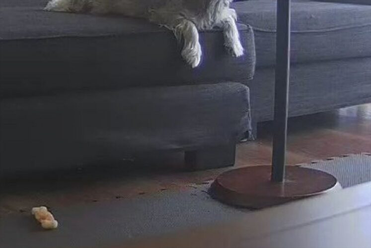 家でお留守番中の愛犬が心配でペットカメラを確認したら、めちゃめちゃリラックスしていた！「予想以上のリラックスぶり」