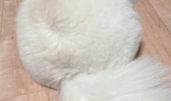 『Yogibo(ヨギボー)』と呼ばれた愛犬が話題に!「むっちゃ埋まりたい」「永遠にへたれることのないヨギボー」