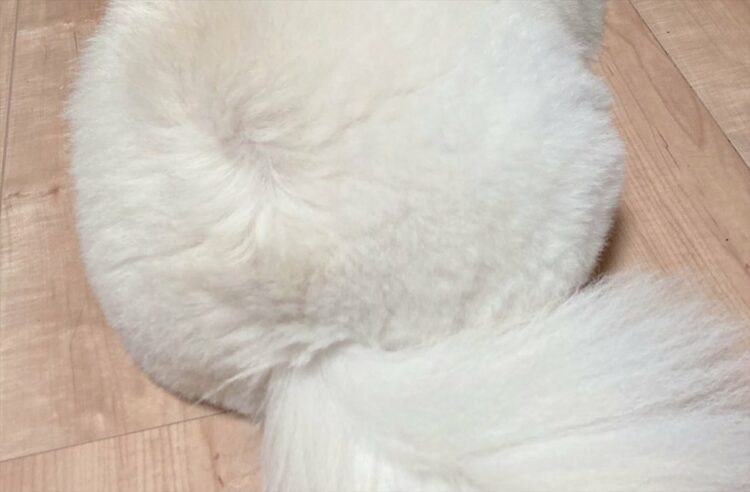 『Yogibo（ヨギボー）』と呼ばれた愛犬が話題に！「むっちゃ埋まりたい」「永遠にへたれることのないヨギボー」