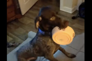 ごはんが欲しいジャーマンポインター。ボウルをくわえて飼い主さんのいるベッドに上がってきました！！【アメリカ・動画】