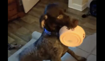 ごはんが欲しいジャーマンポインター。ボウルをくわえて飼い主さんのいるベッドに上がってきました!!【アメリカ・動画】