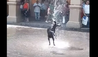 噴水で水浴びを満喫する犬。周囲の人達はその無邪気で微笑ましい姿を優しく見守っています【海外・動画】