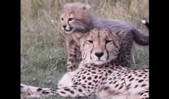 チーターの子供たちは甘えん坊!?ママにくっついてはなれようとしない姿がかわいい!!