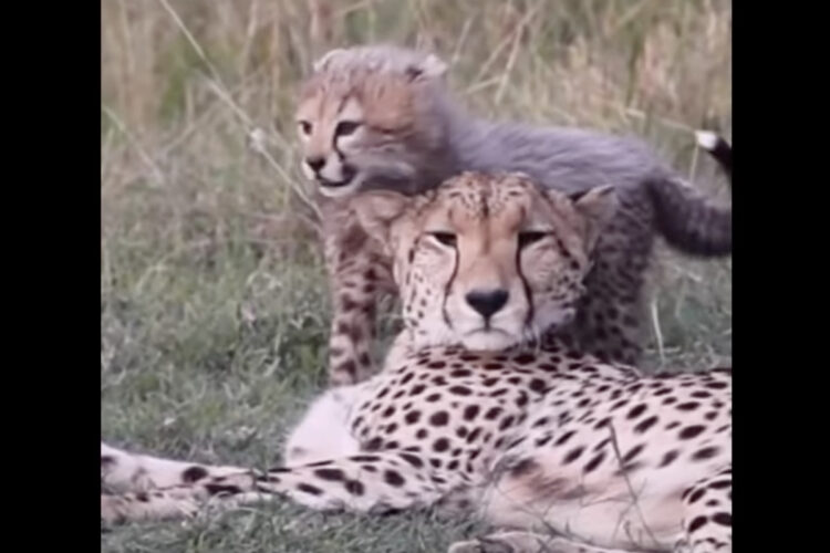 チーターの子供たちは甘えん坊！？ママにくっついてはなれようとしない姿がかわいい！！