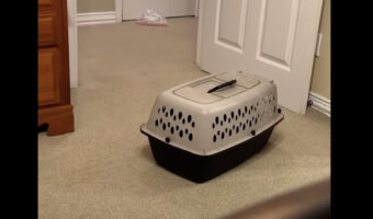 ホラー！？ケンネルがひとりでに動いていると思ったら・・、その正体にビックリ！！【アメリカ・動画】