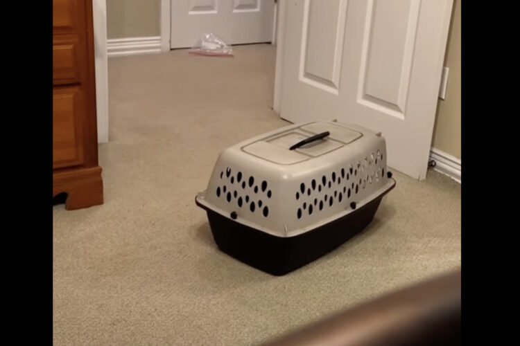 ホラー！？ケンネルがひとりでに動いていると思ったら・・、その正体にビックリ！！【アメリカ・動画】