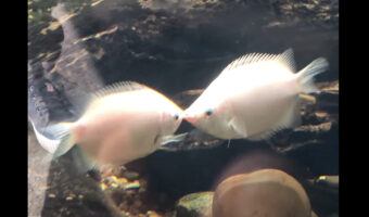 魚が水槽にぶつかっている!?いえ、2匹の魚がキスしています!!