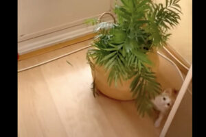 元気な子猫！この子には観葉植物だって楽しいオモチャです！！