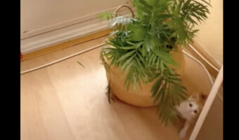 元気な子猫!この子には観葉植物だって楽しいオモチャです!!