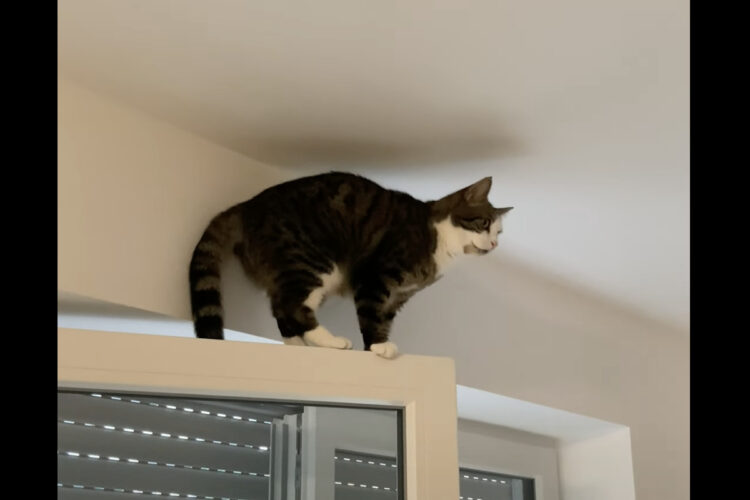 サッシの上までのぼったけれど降りられなくなっちゃった？子猫が動けなくなっていますが・・、どうやってそこまでのぼったの？？