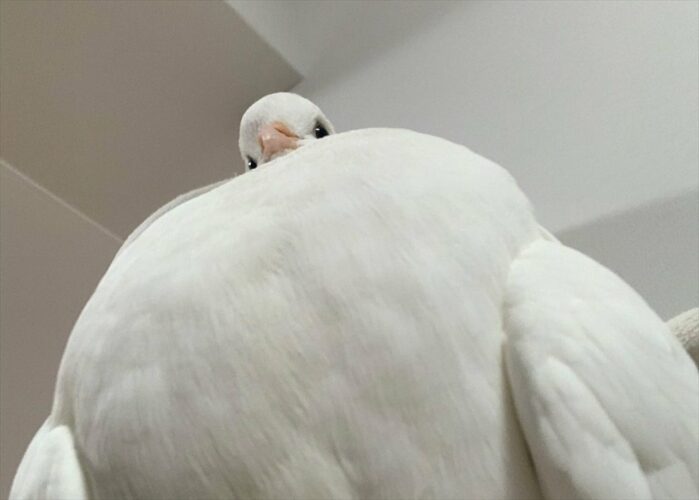 マッチョに見えるクジャクバトの圧がすごい！「めちゃめちゃ強そう」「巨人が壁からにゅっと出てくる感」