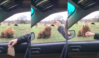 大きな体で俊敏な反応！パンをフリスビーのように投げたらクマがお口でナイスキャッチ