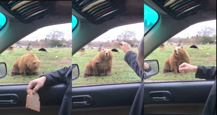 大きな体で俊敏な反応！パンをフリスビーのように投げたらクマがお口でナイスキャッチ