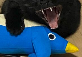 「なんて怖い顔・・・誰ですか？」普段は可愛い顔の黒猫が恐ろしい顔に！！その瞬間をおさめた写真が話題に！