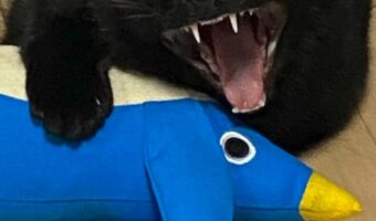 「なんて怖い顔・・・誰ですか?」普段は可愛い顔の黒猫が恐ろしい顔に!!その瞬間をおさめた写真が話題に!