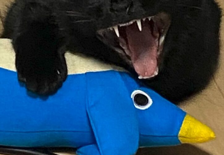 「なんて怖い顔・・・誰ですか？」普段は可愛い顔の黒猫が恐ろしい顔に！！その瞬間をおさめた写真が話題に！