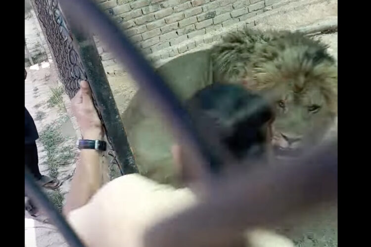 ライオンに鎮痛剤を注射！檻を開け注射するまでの一瞬にヒヤヒヤ！！