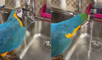 お水が飲みたいルリコンゴウインコ。なんと自分で蛇口を開いて水を出してみせました!!【海外・動画】