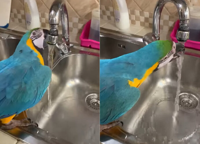 お水が飲みたいルリコンゴウインコ。なんと自分で蛇口を開いて水を出してみせました！！【海外・動画】