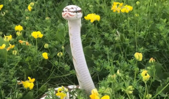 見ると運気が上がりそう！お花畑に真っ白なヘビ！縁起が良さそうなシチュエーション【海外・動画】