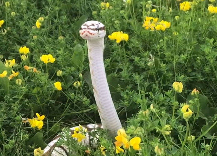 見ると運気が上がりそう！お花畑に真っ白なヘビ！縁起が良さそうなシチュエーション【海外・動画】