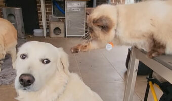 なにか伝えたいことがあるのかな？猫が「ミャオミャオ」と声をかけながらお友達の犬におててを伸ばします【海外・動画】