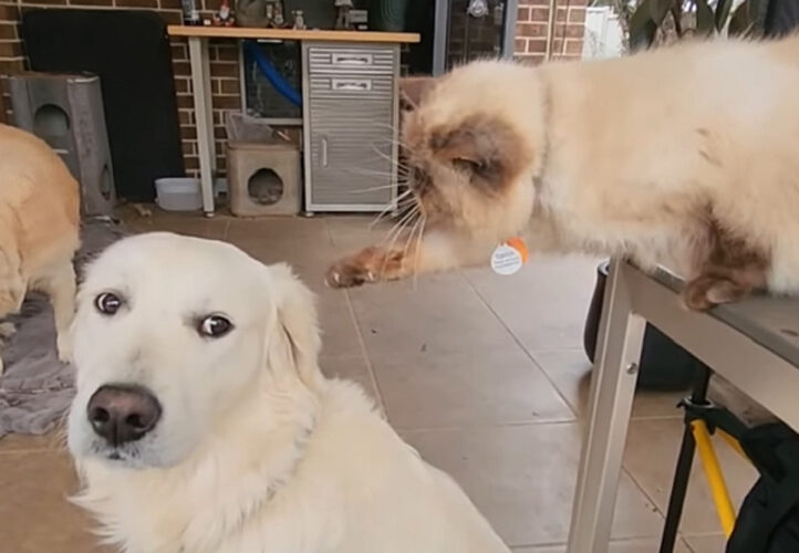 なにか伝えたいことがあるのかな？猫が「ミャオミャオ」と声をかけながらお友達の犬におててを伸ばします【海外・動画】