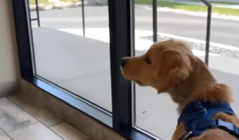 天敵発見!?予防接種にやって来たゴールデンレトリバーが警戒しているその相手とは・・!!【アメリカ・動画】