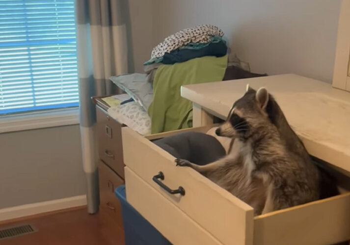 ドレッサーの引き出しを開けて入り込んだアライグマ。そこは最高のお昼寝スポット！？【アメリカ・動画】