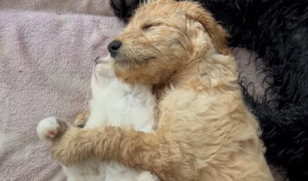 仲良しさんたちの寝顔に癒やされる！スヤスヤとねんねしている子犬が抱きまくらにしているのは、ぐっすり寝ている子猫です！！【海外・動画】