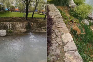 身体能力の高さにビックリ！川の向こうに投げられたフリスビーを取りに、犬は川を走り垂直な壁をのぼってみせた！？【海外・動画】