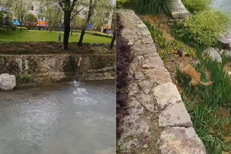 身体能力の高さにビックリ！川の向こうに投げられたフリスビーを取りに、犬は川を走り垂直な壁をのぼってみせた！？【海外・動画】