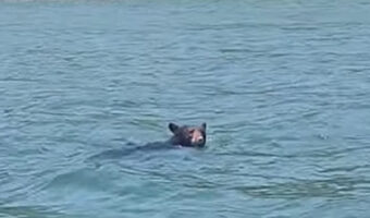 湖面になにかいると思ったら・・、なんとクマが泳いで岸に向かっていたのです！！【アメリカ・動画】