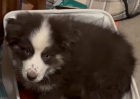 オモチャ箱に入って元気に遊び回っているのは・・、ぬいぐるみの様に愛らしい子犬でした！！【アメリカ・動画】