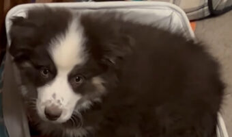 オモチャ箱に入って元気に遊び回っているのは・・、ぬいぐるみの様に愛らしい子犬でした！！【アメリカ・動画】